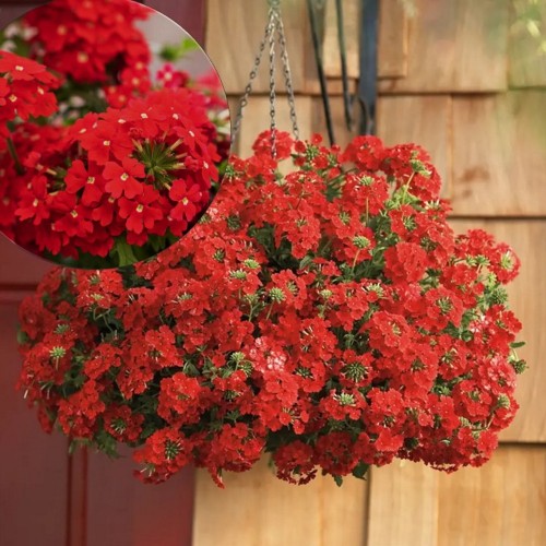 Verbena 'VEPITA Scarlet' - Aed-raudürt 'VEPITA Scarlet' P9/0,55L